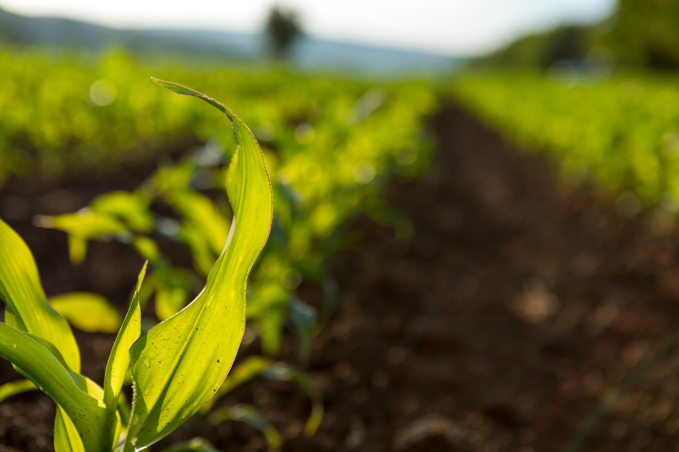 Sector agroalimentario